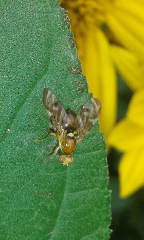 Tephritidae : Euleia heraclei? S�